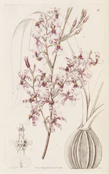 Oncidium incurvum